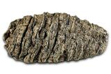 Fossil Woolly Mammoth Lower M Molar - Hungary #370355-3